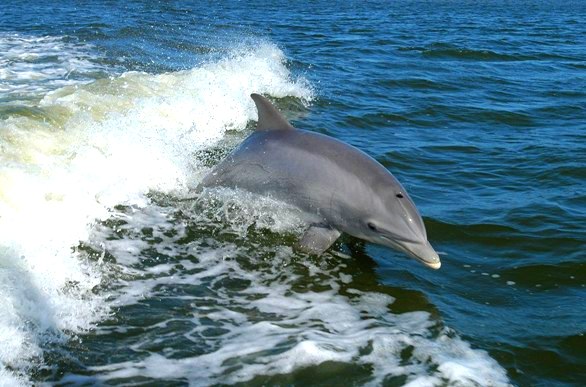 santuario_dei_cetacei_delfini