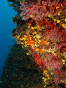 Abissi Underwater Photo Venice