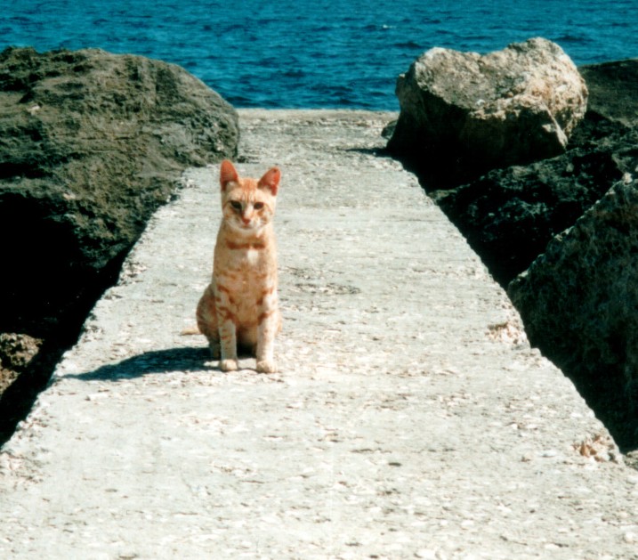 Gatto salvato in mare