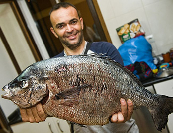 Il sarago pescato in Spagna alt