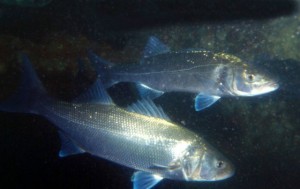 Surfcasting nelle stagioni fredde: cambiano gli scenari, variano gli approcci, 4 cose da sapere