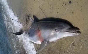 Ucciso e fatto a pezzi un delfino in Sardegna