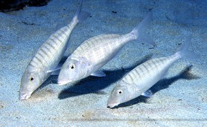 Pesca d’estate: il tempo delle mormore, 4 segreti per non sbagliare