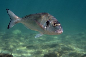 L'orata, na delle regine del surfcasting