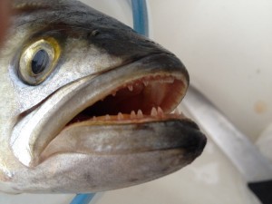 pesce d'aprile liguria nautica
