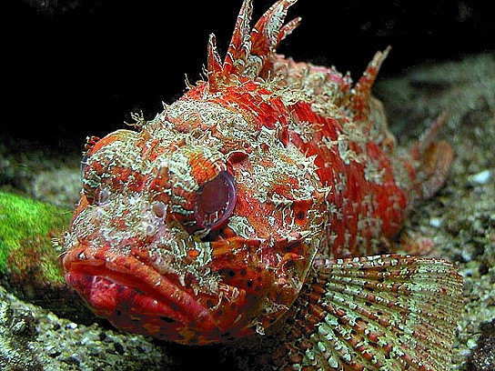 I pesciolini che ti mordono al mare sono pericolosi per la salute?