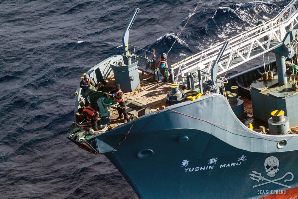 L'equipaggio giapponese mentre rimuove gli arpioni