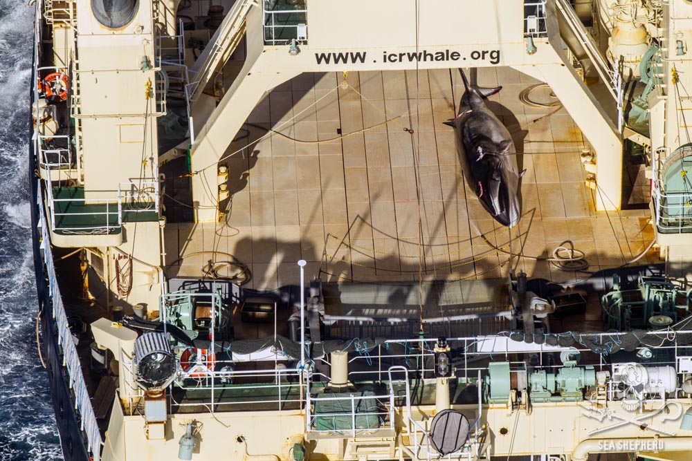 La carcassa del cetaceo ripresa sul ponte della Nisshin Maru