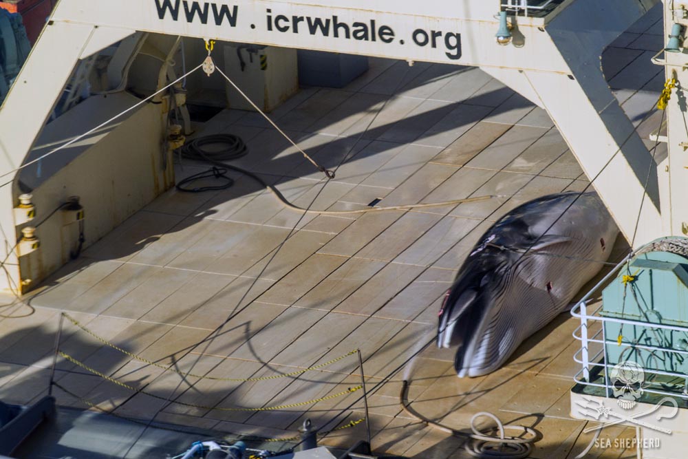 Cetaceo sul ponte della baleniera giapponese intercettata da Sea Shepherd