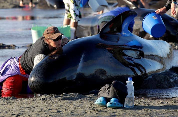 Una volontaria sulla spiaggia nel tentativo di salvare il cetaceo