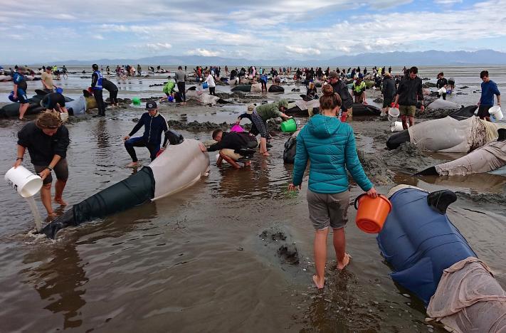 Un gran numero di soccorritori che tiene bagnate le balene con coperte e secchi d'acqua
