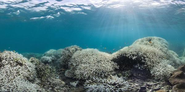 Lo 'sbiancamento' della grande barriera corallina.  Fotografia XL Catlin Seaview Survey