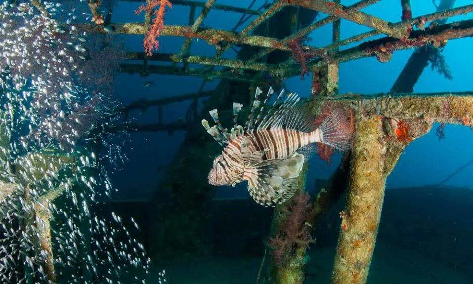 Pesce Scorpione nel suo habitat.