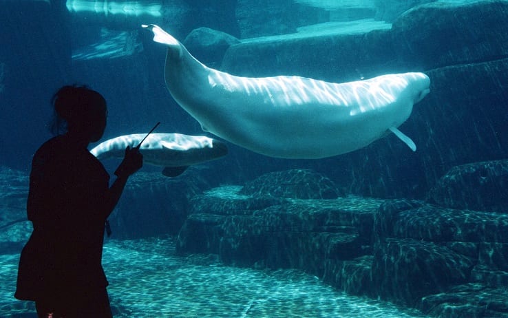 Inquinamento dell'Oceano: l'Acquario di Vancouver vieta la vendita di bottiglie di plastica.