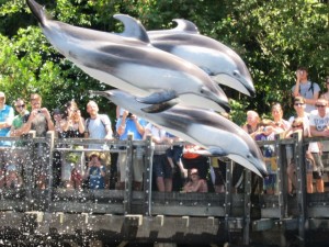 Acquario di Vancouver: delfini