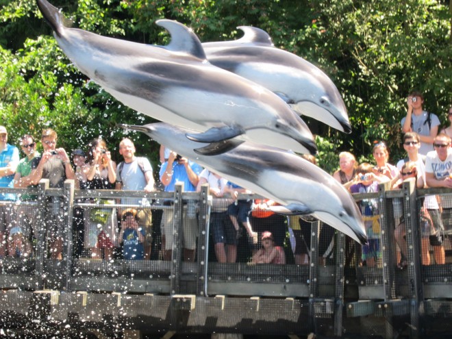 Delfini all'Acquario di Vancouver.