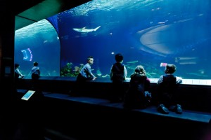 Le vasche dell'Acquario di Vancouver.
