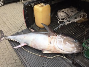 Tonno Rosso sequestrato dalla Guardia Costiera durante l'Operazione Dolce Vita contro la pesca sportiva illegale