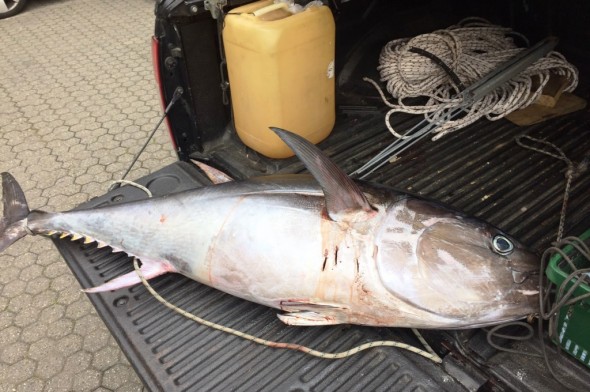Tonno Rosso sequestrato dalla Guardia Costiera durante l'Operazione Dolce Vita contro la pesca sportiva illegale