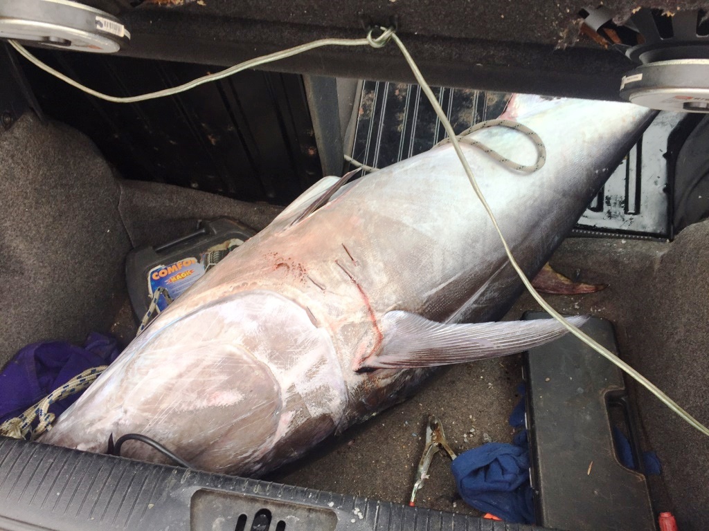 Tonno Rosso sequestrato dalla Guardia Costiera durante l'Operazione Dolce Vita contro la pesca sportiva illegale