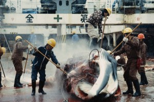 Continua la strage delle balene.