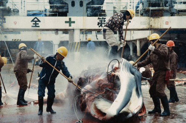 Nessun santuario per le balene nell'Atlantico: proposta respinta.