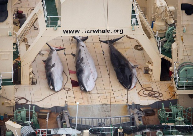 La votazione è stata negativa: il santuario delle balene nell'Atlantico resta un sogno.