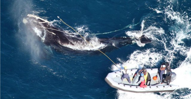 No al santuario per le balene nell'Atlantico.