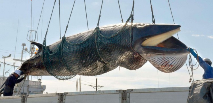 Proposta respinta: rischio estinzione per questi cetacei?