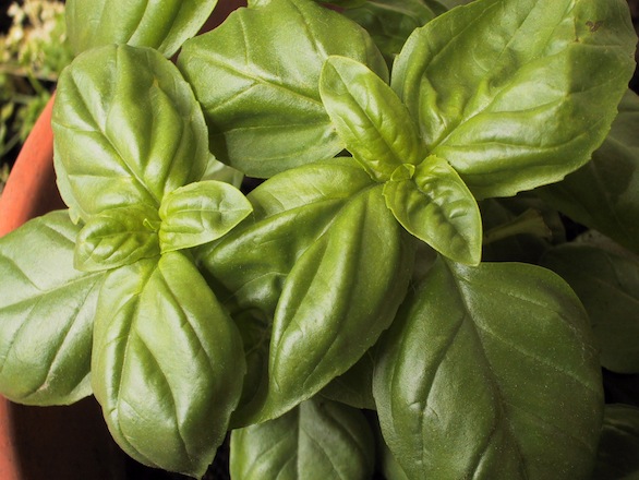 pesto