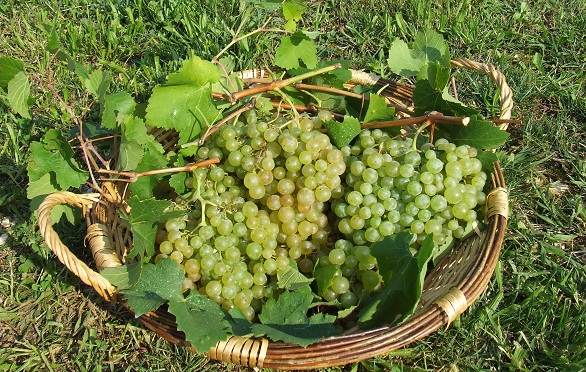 Risotto al prosecco