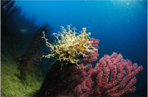 La flora subacquea alla secca dell'Isuela