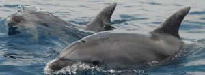 Delfini Tursiope nel Mediterraneo