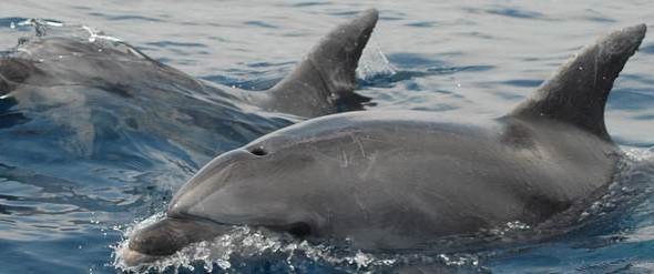 Delfini Tursiope nel Mediterraneo