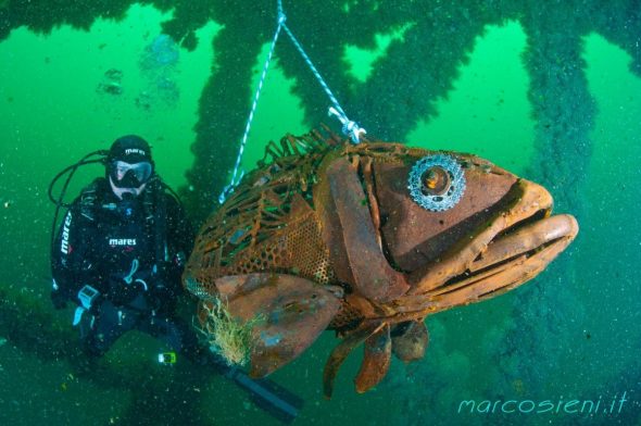 Foto di un subacqueo con la cernia di ferro, posizionata in mare a Bergeggi!