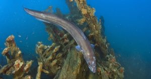 Relitto Cycnus