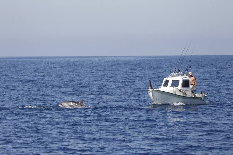 Un delfino gioca con la prua di una barca