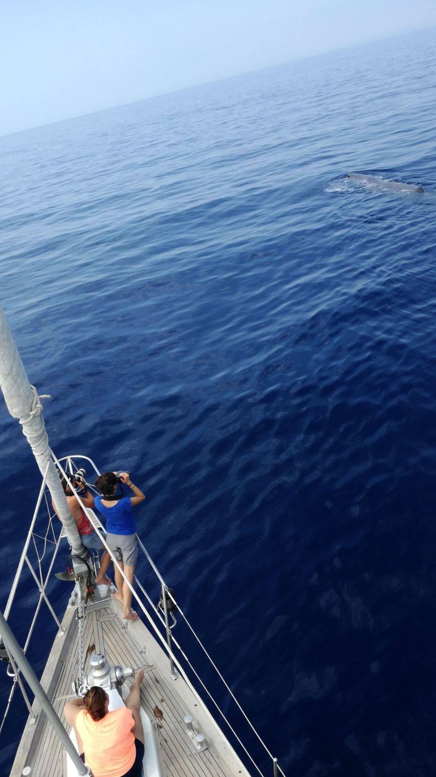 Tethys organizza crociere scientifiche per l'avvistamento dei cetacei