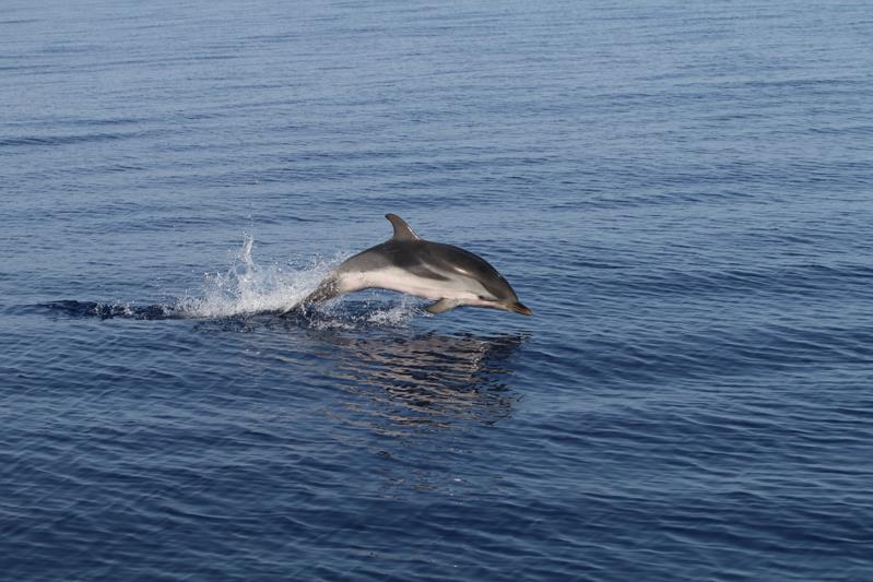 Attenzione alle rotte dei cetacei: tenersi almeno a 300 metri