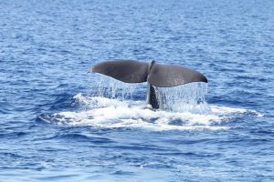 Avvistamenti cetacei