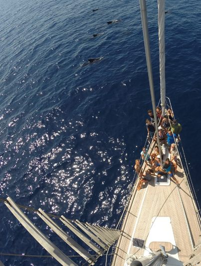 Particolarmente suggestivo l'incontro tra un cetaceo e la propria imbarcazione