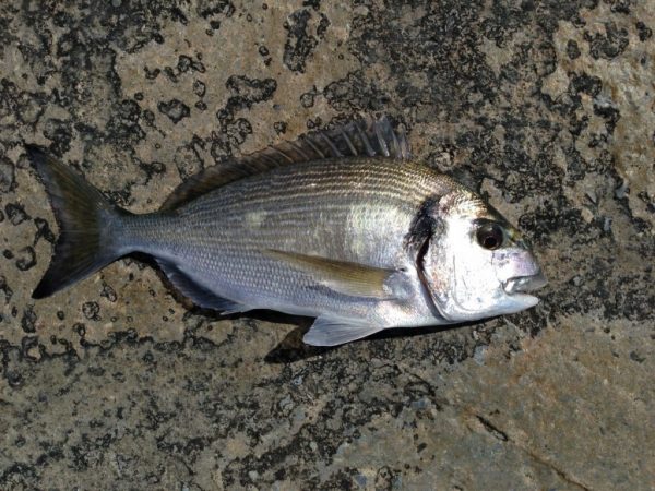 pesca orata