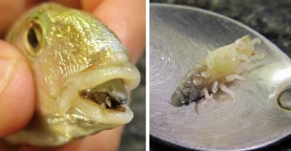 Cymothoa exigua