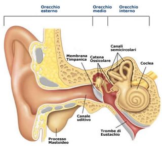 L'orecchio