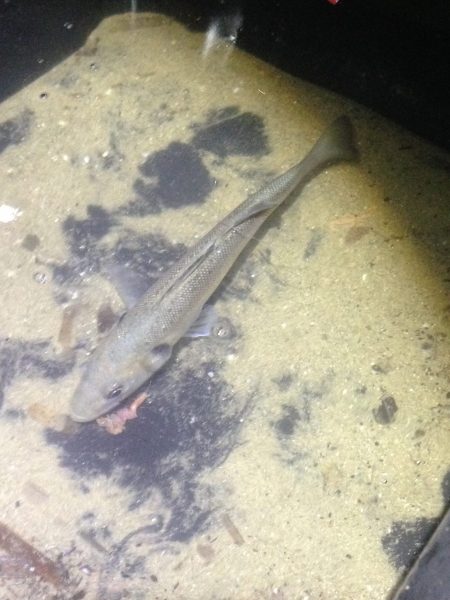Pesca al branzino - Giovane esemplare di branzino catturato a Surfcasting