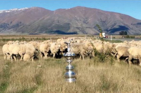 America's cup in tour: in mezzo alle pecore