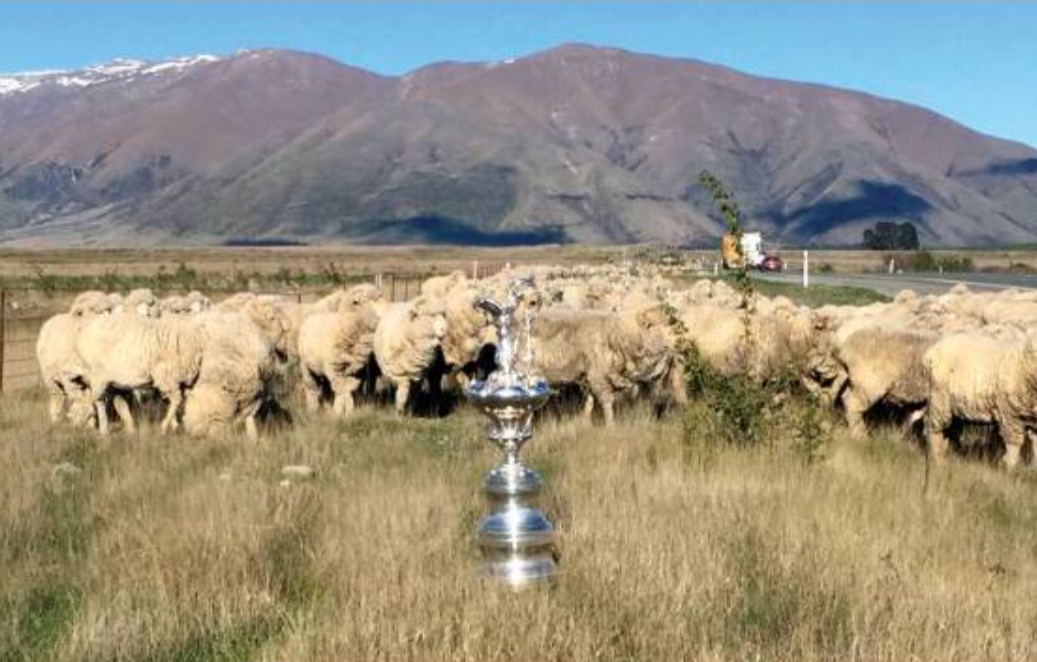 America's cup in tour: in mezzo alle pecore