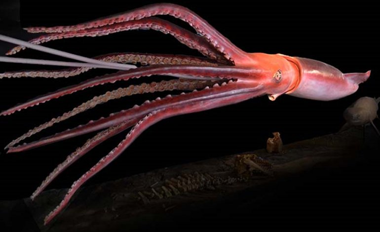 Calamaro gigante (Architeuthis dux)
