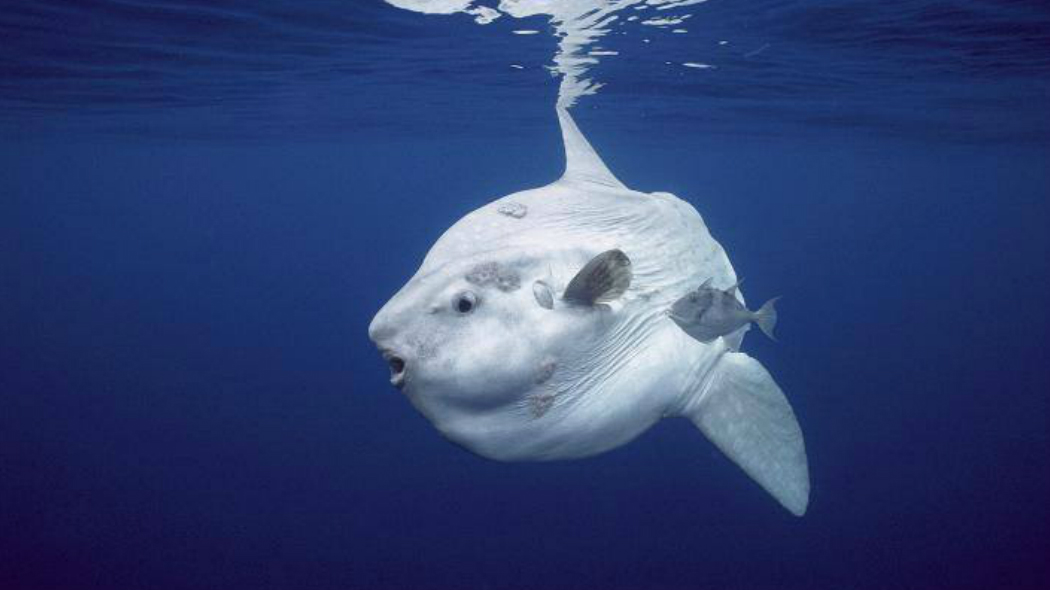 Pesce luna (Mola mola)