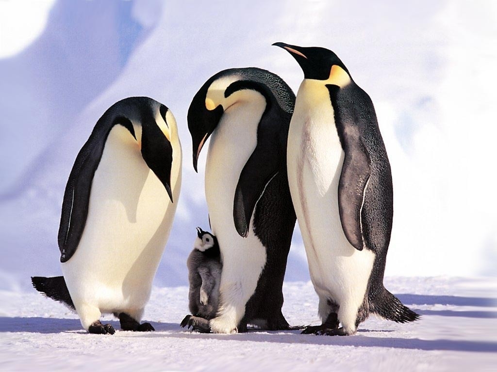 Pinguini imperatore (Aptenodytes forsteri)